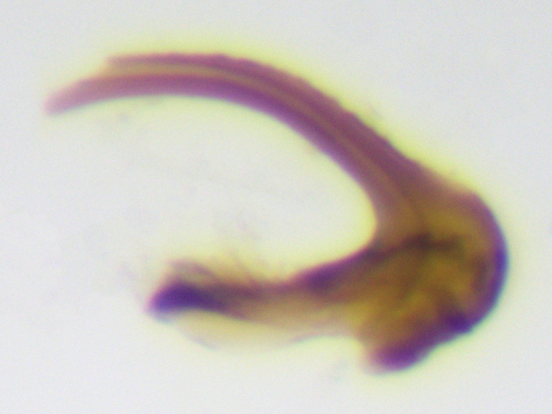 Anaceratagallia ribauti